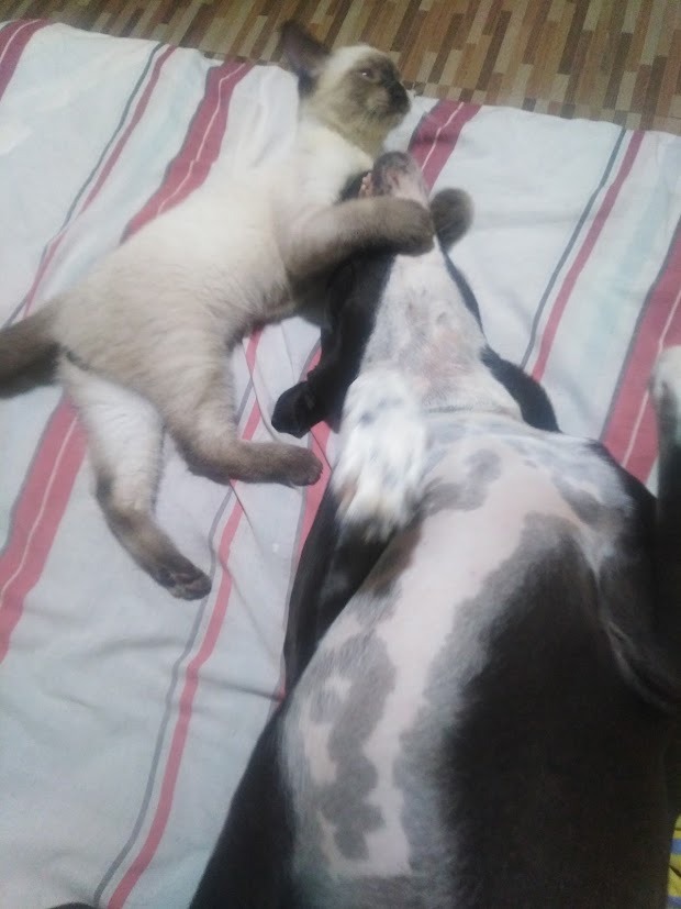 Nefertiti y Ramses juntos